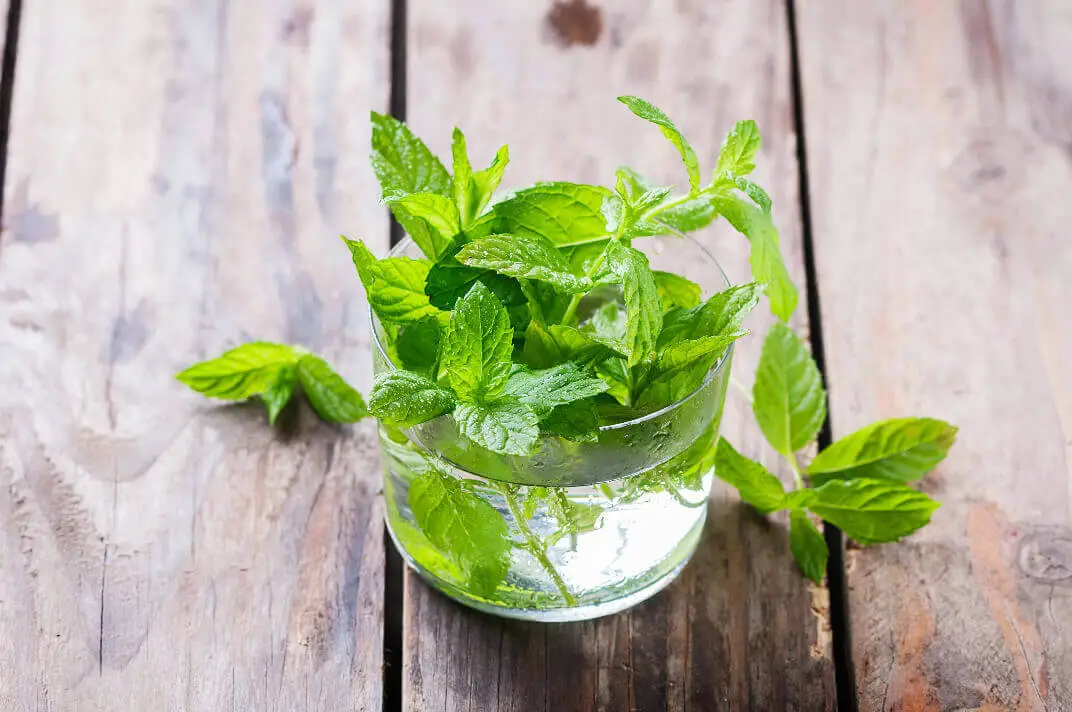 Peppermint tea the solution to your acne